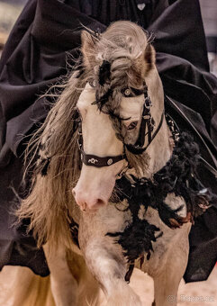 klisnička irský cob - 9