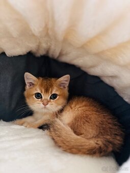 Britské zlaté činčily s PP pro chov - 9