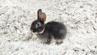 Zakrslý králík, králíček-(REX)-DAISY - 9