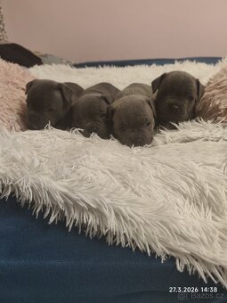 Stafordšírský bulteriér - 9