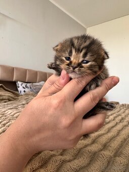 Britské koťátka whiskas - 9