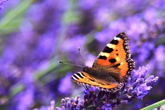 Pentacon auto MC 2,8/135 M42 TOP STAV - 9