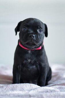 Staffordshire bullterier s pp FCI - 9