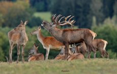 Jelen karpatský - 9