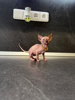 Sphynx - 9