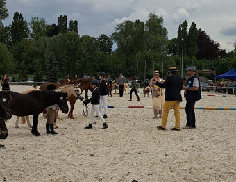 Pony S klisna 9 let 114 KVH – drezura/parkur/ZZVJ/výstavy/le - 9