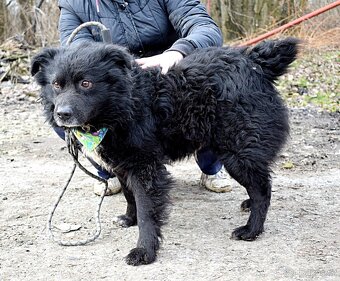 TICEAS K ADOPCI- 3 ROKY,TULÍCÍ ČERTÍK,HODNÝ,KLIDNÝ - 9