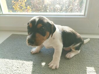 Jack Russell Teriér šteniatka - 9