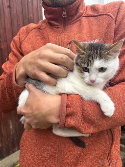 Darujeme koťata - 9