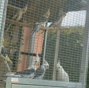 Korela chocholava - 9