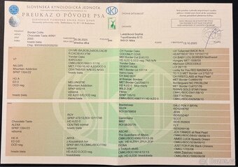 ŠTĚŇÁTKO BORDER KOLIE S RODOKMEŇOM - 9