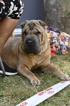 Sharpei,šarpej stěně s PP - 9
