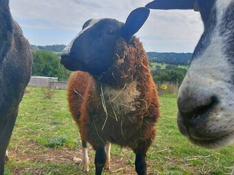 Beran zwartbles - 9