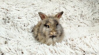 Zakrslý králík, králíček - HARRY - 9