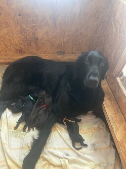 Flat coated retriever s PP - štěňátka černí pejsci - 9