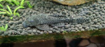 Ancistrus sp. - 9