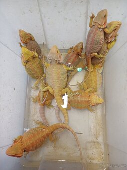 Agama vousatá barevné formy - 9