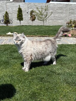 Ragdoll koťata bez PP - 9