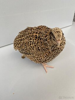 Prodej křepelek - 9