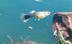 Paví očka Guppky Prachaticko - 9