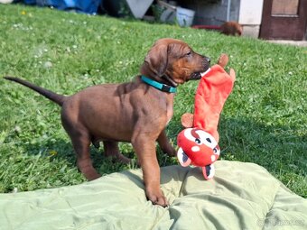 Rhodéský ridgeback - 9