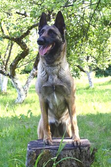 Malinoiska Naomi hledá domov - 9