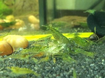 Krevetky z Pardubic - 9