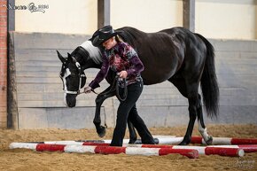 Připouštění APH Black Overo hřebcem - 9