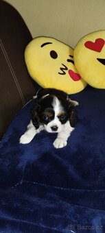 Cavalier king Španiel - 9