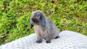 Zakrslý beránek, králíček, králík - PATRIK - 9