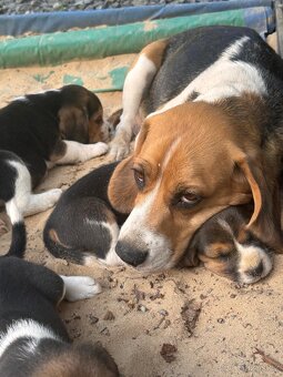 Beagle - 9