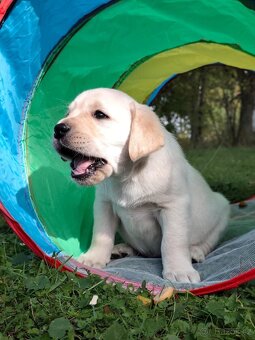 Labrador retrívr - 9