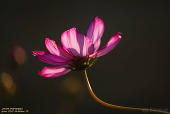 Canon EF-S 55-250 IS - 9