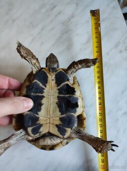 Želva zelenavá - skupina - 9