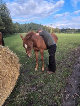 Letošní hřebeček - 9