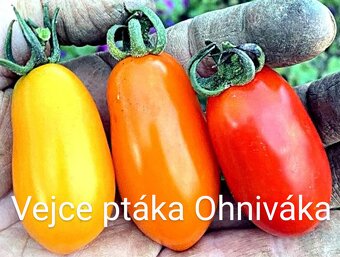 Rajčata, papriky - 9