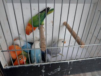 Agapornis fischeri - 9