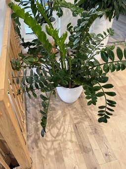 Zamioculcas výška 120 cm - 9