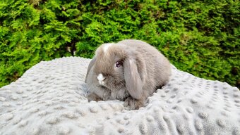 Zakrslý beránek, králíček, králík - ŇUFÍK - 9
