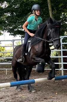 Fellský pony - 5 letá klisna - 9