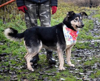 ELVIRA K ADOPCI - 2 ROKY, MILÁ, PŘÁTELSKÁ,KONTAKTNÍ - 9