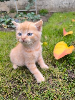 Zdravá & hravá KOŤÁTKA - 9