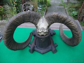 Starožitná Mufloní trofej Muflon 1912 medailové rozměry top - 9