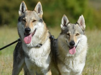 Československý vlčák - 9