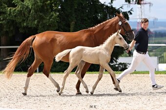 Stáj Zámek Ellischau - luxusní hřebeček CS r.2025 - 9