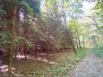 Lesní pozemek a pozemek ostatní plocha Horní Lánov - 9