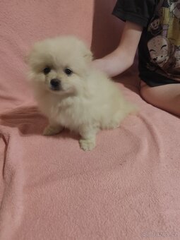 Špic pomeranian štěňátka - 9
