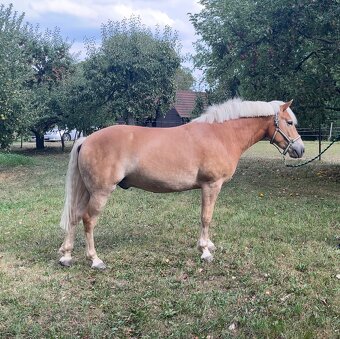 Prodám haflinga - 9