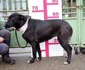 HETTY - 3 ROKY, KLIDNÁ,MILÁ,VDĚČNÁ,NENÁROČNÁ - 9