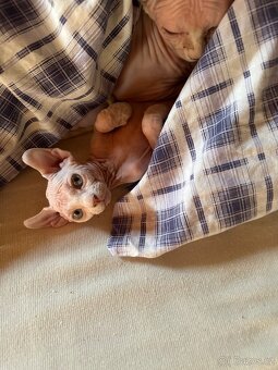 Kočička Sphynx - Elf - 9